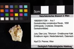 Foto (Objket + Etiketten) von Goniodromites complanatus (Reuss, 1858) 